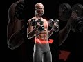 “BIGGER ARMS FAST: The Brachialis Trick You’re Not Using (3D Animation)”