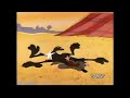 Wile E Coyote Vs Gravity 3