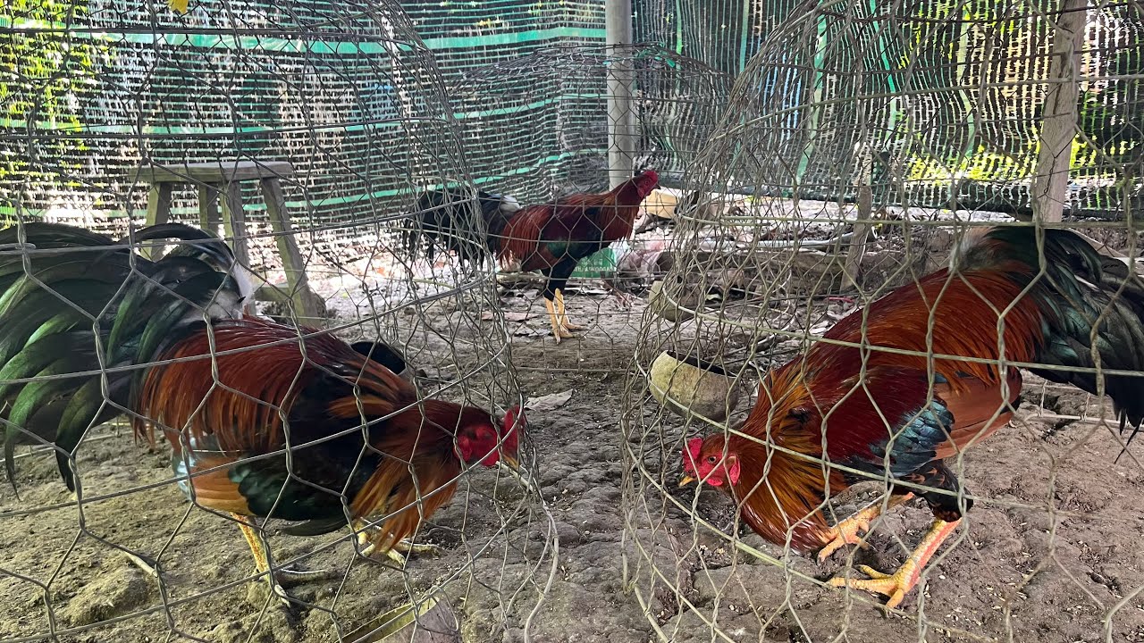 Trời Nắng Là Lên Gà Liên Tục Luôn Mời Bà Con Quẹo Lựa Nè