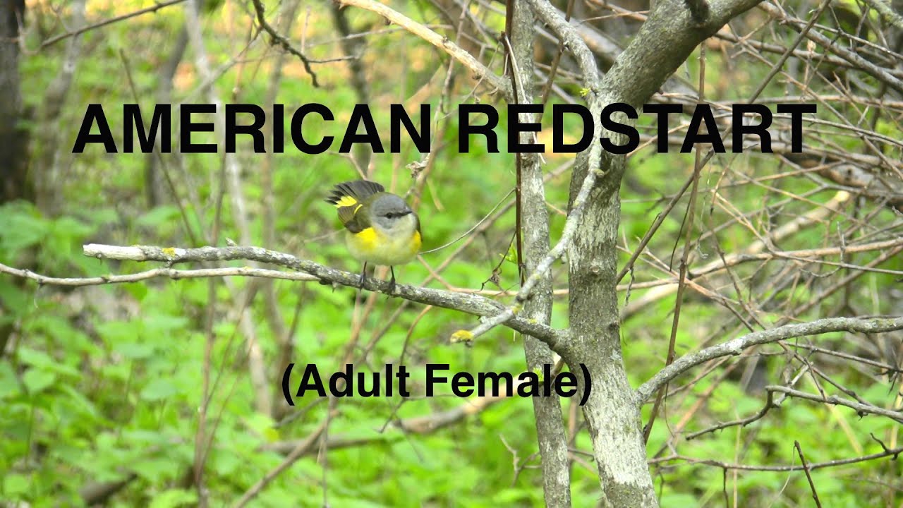 720p  American Redstart adult female