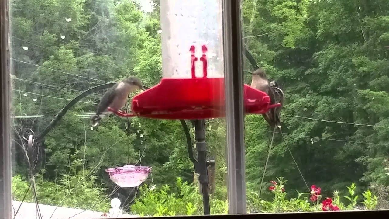 Hummingbirds on a Cloudy Day YouTube