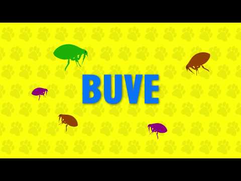 Video: Da li larve buva grizu?