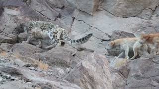 it's disheartening to see a Snow Leopard being chased away from its kill by these feral dogs!!