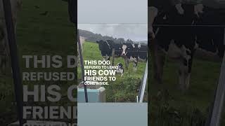 Dog Thinks Hes A Cow