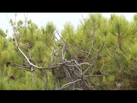 Vidéo: Aleppo Pine Tree Care - En savoir plus sur les pins d'Alep dans le paysage