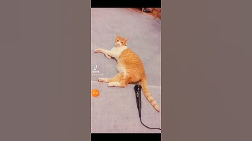 Thumbnail of kucing lucu kentut wkwk