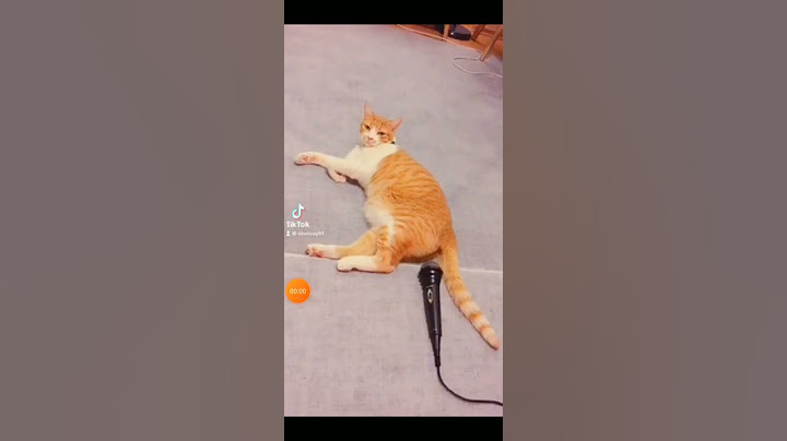 kucing lucu kentut wkwk