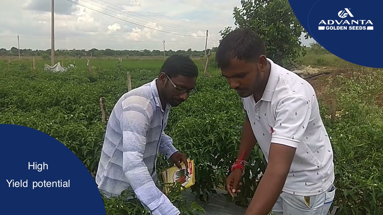 Farmer Testimonial - Hybrid Chilli AK- 47 (Chhattisgarh)