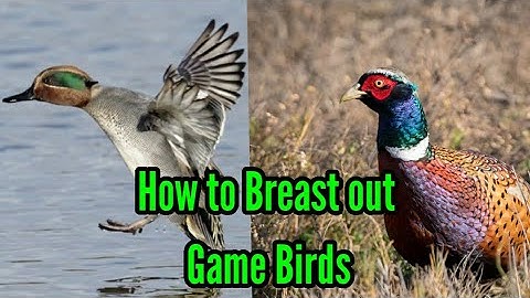 How to Breast Out Duck and Pheasant 2 Ways
