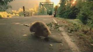 Bridgestone beaver Super Bowl Commercial 2011 number 02