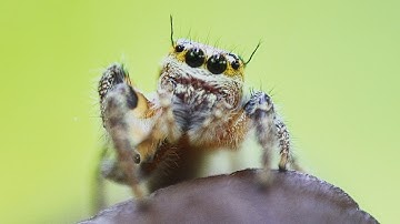 Macro Photography Canon 700D Reversal ring - 2017