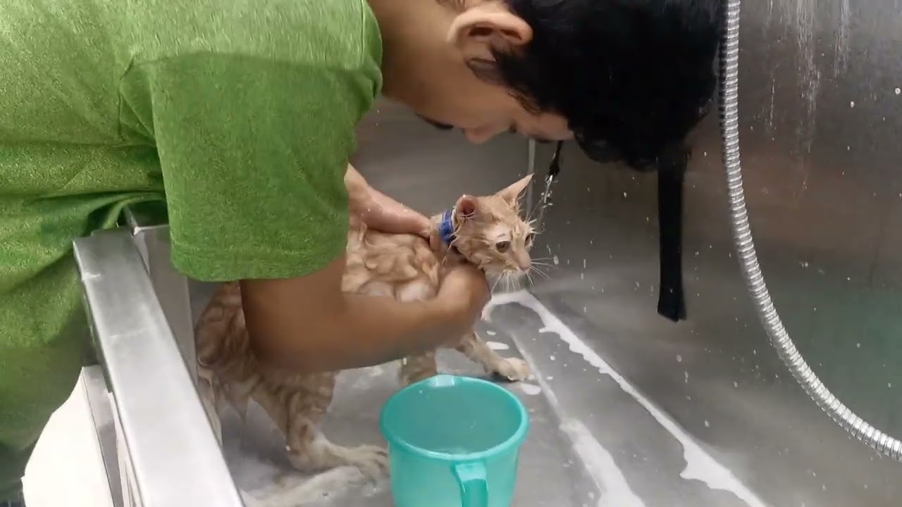 kitten first bath 🚿🐾 😂|| do subscribe