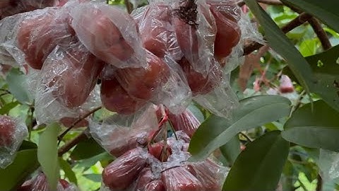 Mận an phước của e Luân ở sóc trăng trái đạt và cây sung tốt 10/12/2025