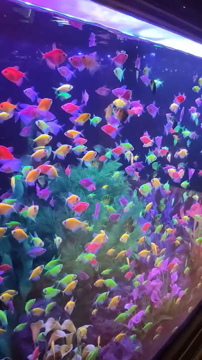 Glofish aquarium #glofish #aquarium #neon #beautiful #love #flow #fish #fishtank #happy #glofish