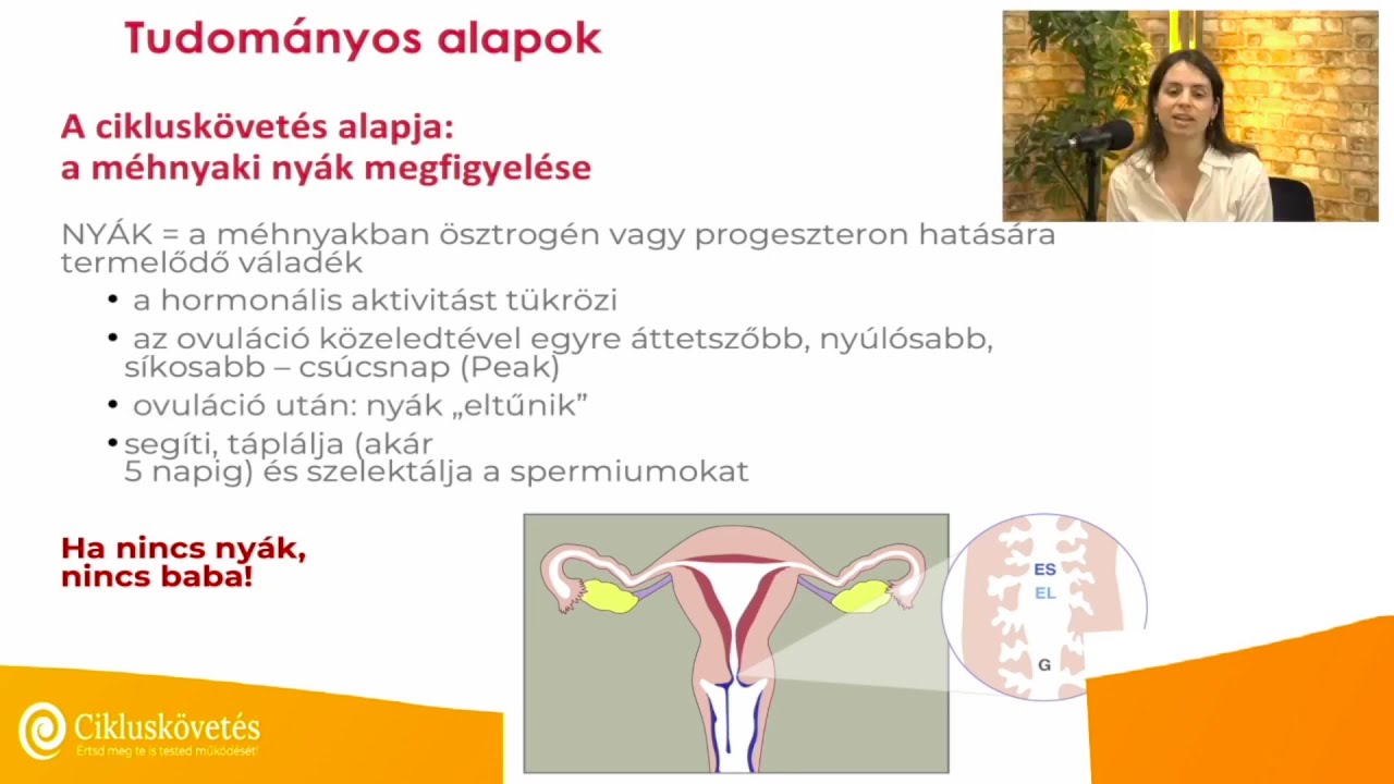 Cikluskövetés alapjai