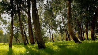 O que é um óleo essencial doTERRA O que é um óleo essencial doTERRA