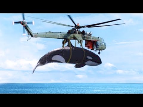 Видео: SeaWorld прекратява развъждането на орка - Matador Network