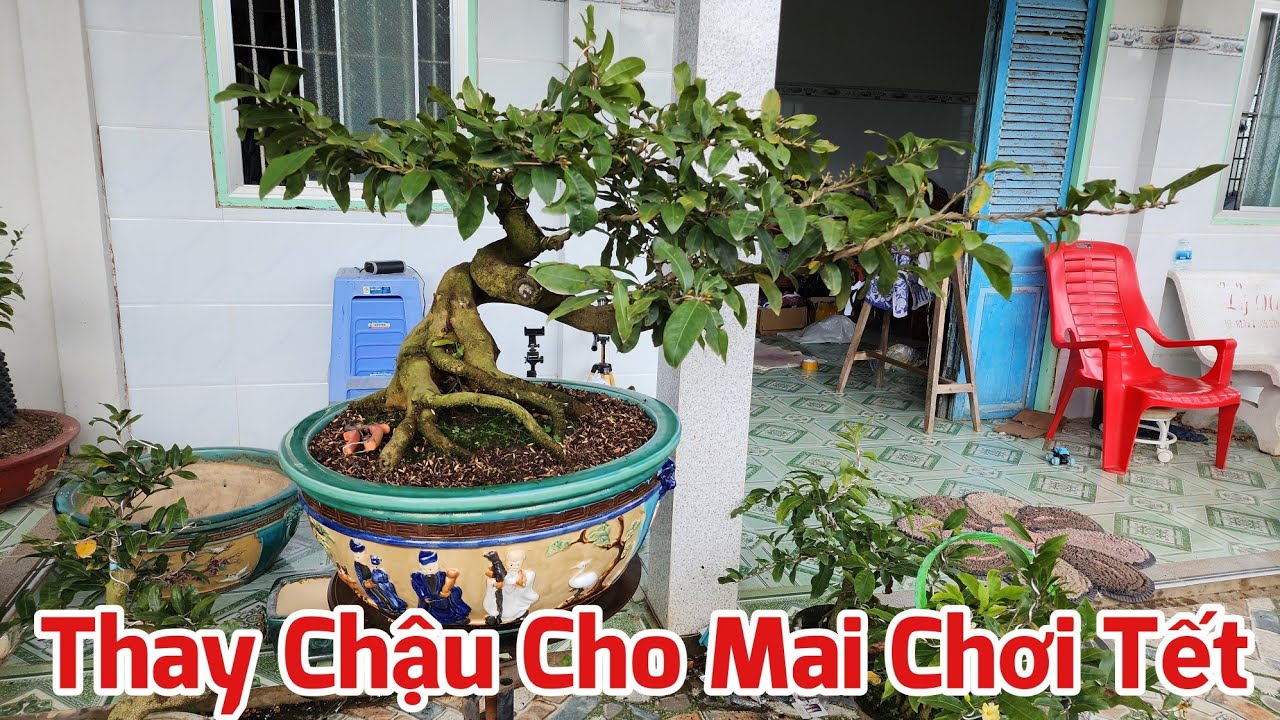 Ngày 27/11 ÂL - Cách Thay Chậu Cho Cây Mai Chơi Tết