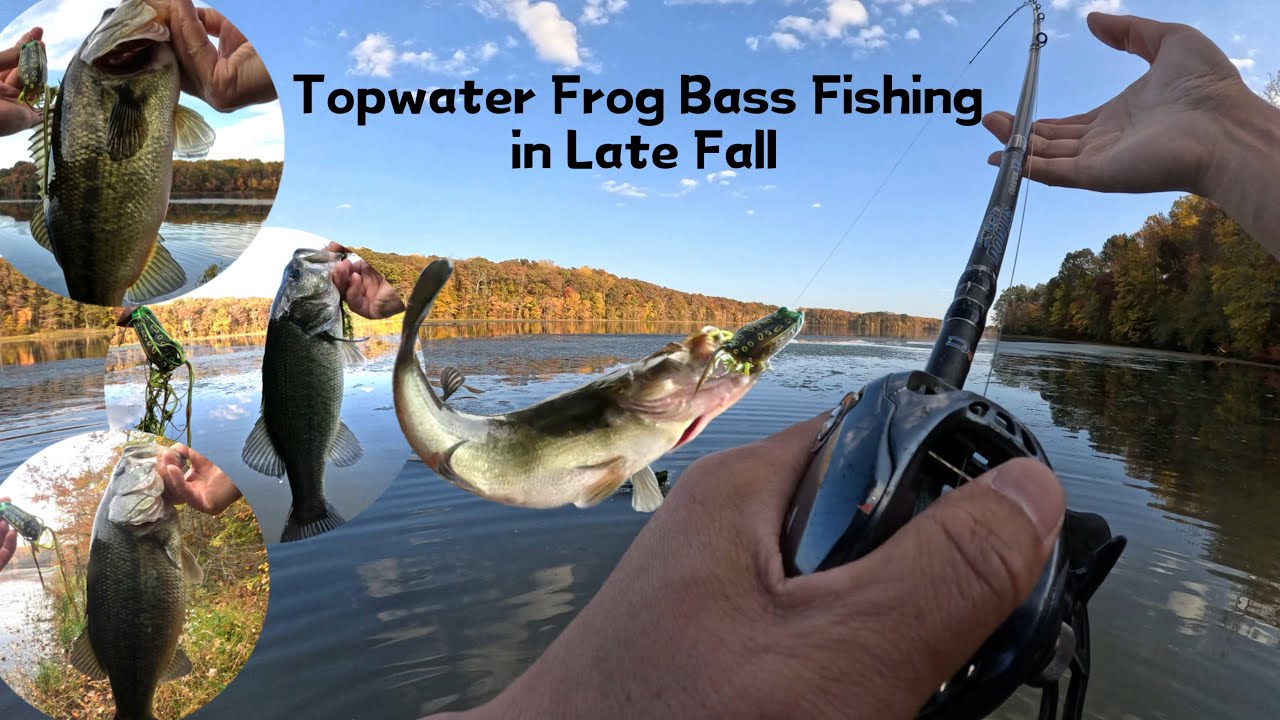 Topwater Frog Bass Fishing in Late Fall Bass Manager The Best Bass