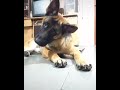 My german shepherd reaction to sound 🤣🤣||my gsd||Oreo||dog funny reaction||