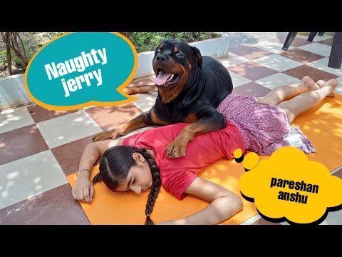 Naughty jerry is a thief||funny videos||funny dog ||cute dog.