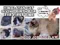 HIMALAYAN CAT GIVING BIRTH FOR THE FIRST TIME | CAT GIVING BIRTH TO 4 HEALTHY KITTENS‼️