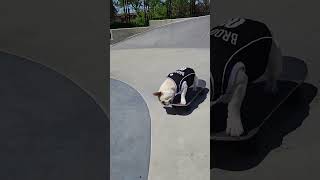 Dog Skateboarding in a Park
