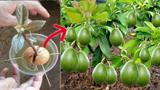 Unique skill: AVOCADO Tree using Aloe Vera to Grow faster for beginners#garden #avocado #aloevera