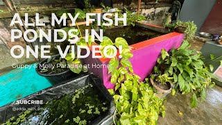My 3 Beautiful Mini Ponds Tour 🐠 | Koi, Guppy & Molly Pond Setup | DIY Filter & Feeding Tips