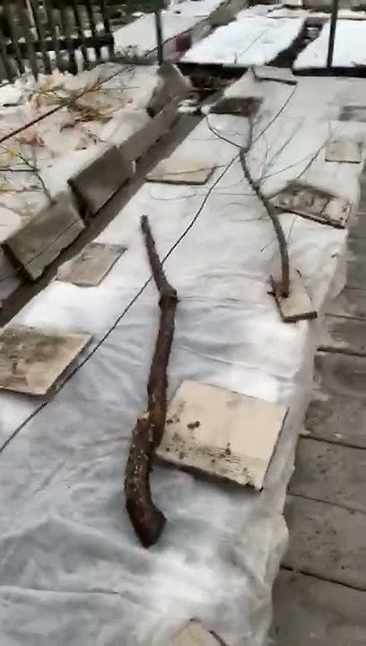 #дача #омск #виноград укрытие - YouTube