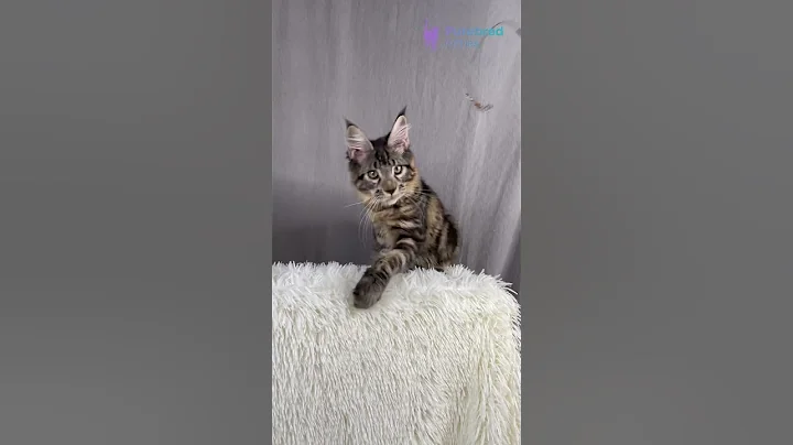 Watch the video about Adopt Anton – Gentle Giant Maine Coon Kitten 🐾 Black Blotched Tabby with White #mainecoon #pets