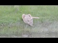 Puma en acción / pumas_chile