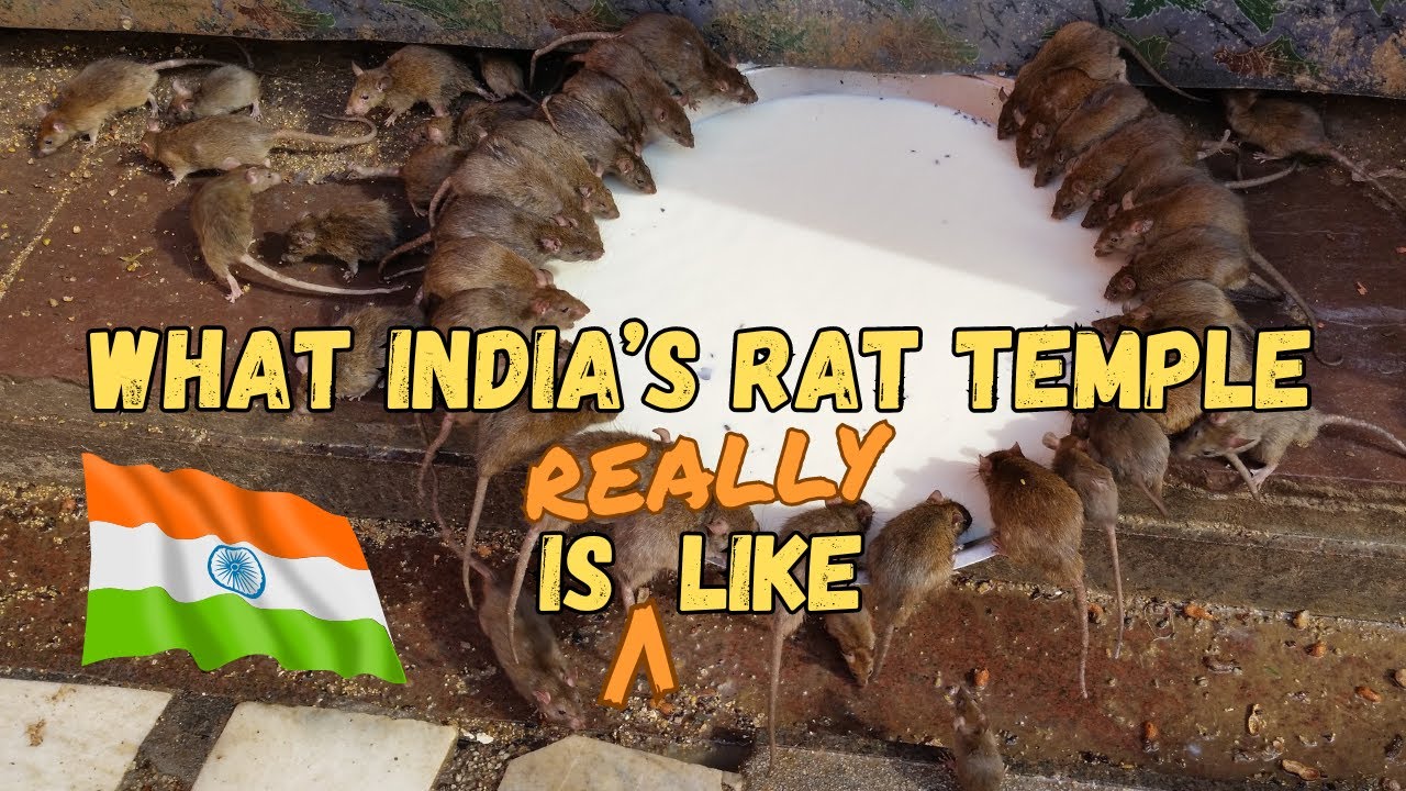What is India's RAT TEMPLE Really Like? | Karni Mata Temple Bikaner ...