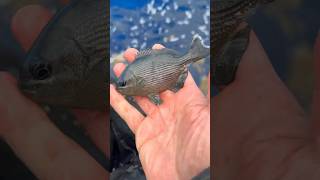 Floating Backpack Full of Fish!!