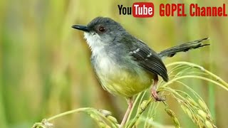 Suara mp3 prenjak ilalang/ tebu