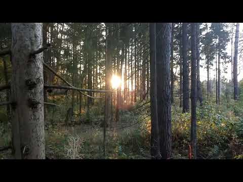 ЛО: следы присутствия