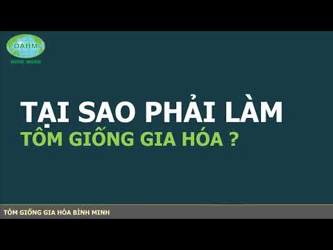 Tôm giống gia hóa là gì ?  | Tôm Giống Gia Hóa Bình Minh