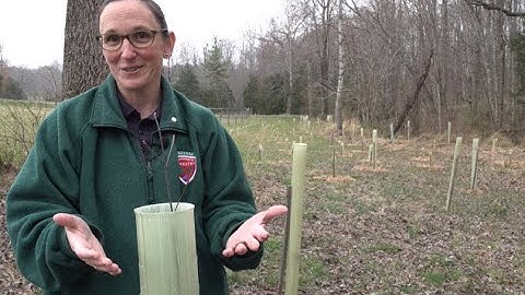 Fifteen Minutes in the Forest: Creating Riparian Buffers