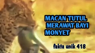 Fakta unik dan menarik macan tutul merawat anak monyet