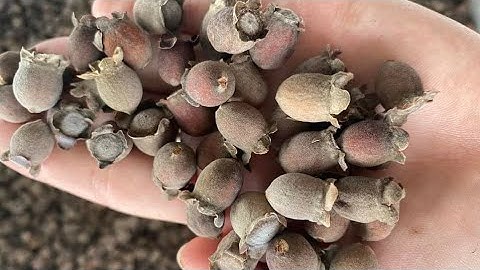 Công dụng của quả sim rừng khô