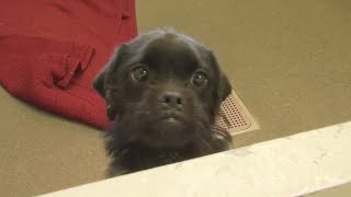 Franklin County Dog Shelter to get nearly $700,000 in funding