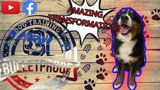 Amazing Transformation | 'Teddy' | Bernese Mountain Dog | #bulletproofdogtraining