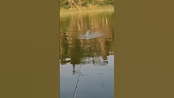 (WHOPPER PLOPPER) TopWater Bass Fishing 🎣