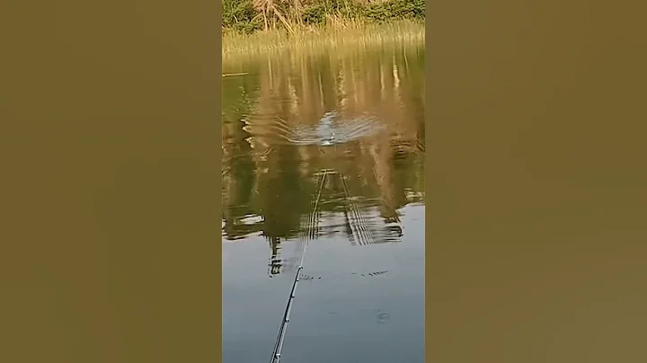 (WHOPPER PLOPPER) TopWater Bass Fishing 🎣