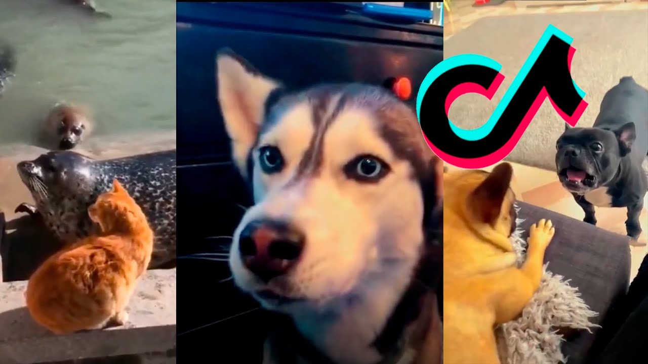 Compilation of TikTok funny animals #13 - YouTube
