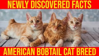 American Bobtail Cat Breeds,10 Newly Discovered Facts/ All Cats