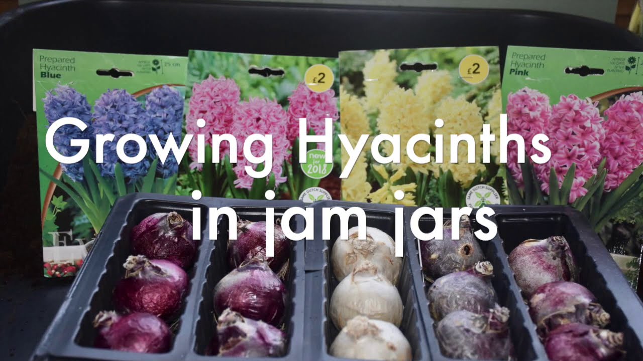 94 Growing Hyacinths in Water YouTube
