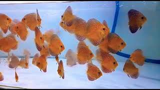 Vertical tiger discus fishes for sale