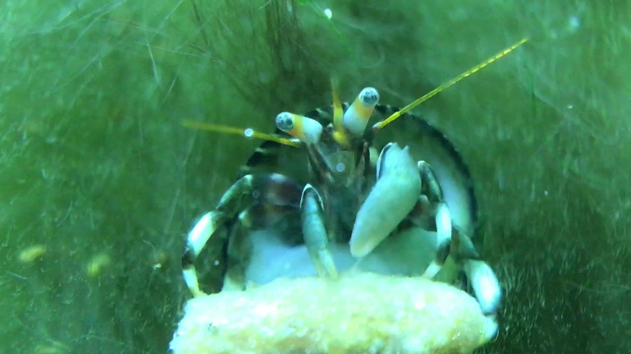Hawaiian Reef Dwarf Hermit  Crab Feeding On Hikari Crab Cuisine 4K