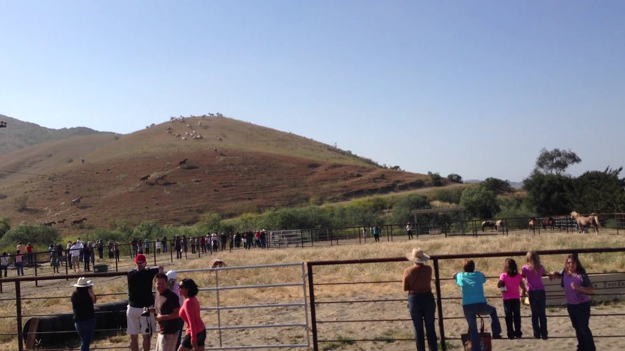 Wild Horses Running at Return to Freedom